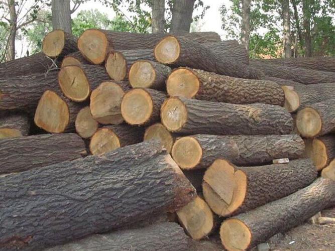 【厂家直销】淄博品质好的榆木材料 榆木木材求购