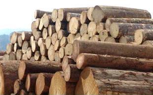 【原木进口专业代理公司 木材 原木 木方等进口报关】价格,厂家,批发,