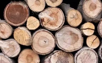 木业百科 | 实木、原木如何区分?小木来解答!